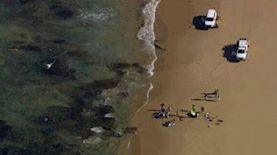 התרסקות מסוק במלבורן, צילום: צילום מסך מרשת X